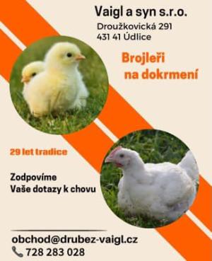 Brojleři na dokrmení